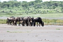 Ndutu Gnu flok07